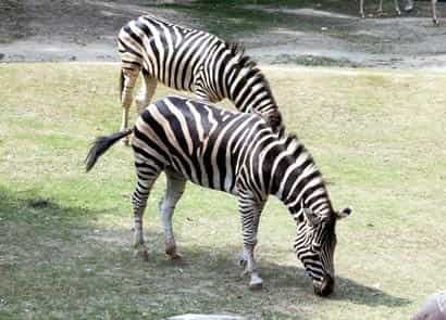 動物図鑑・チャップマンシマウマ